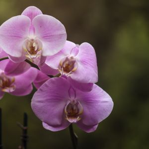 Storczyk falenopsis Phalaenopsis (zdj.: Fotolia.com)