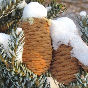 Szyszki zimozielonej jodły koreańskiej (zdj.: Fotolia.com)