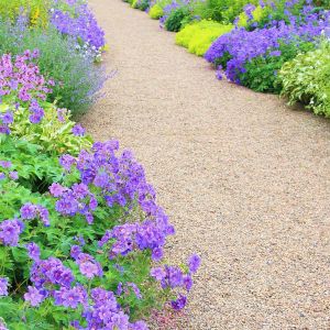 Bodziszki Geranium na mieszanej rabacie (zdj.: Fotolia.com)