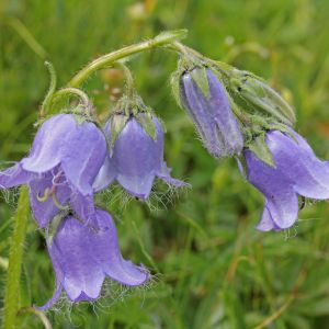 Dzwonek brodaty Campanula barbata (zdj.: Fotolia.com)