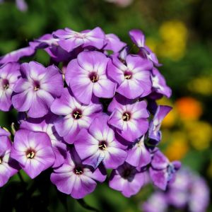 Płomyk wiechowaty Phlox paniculata (zdj.: Fotolia.com)