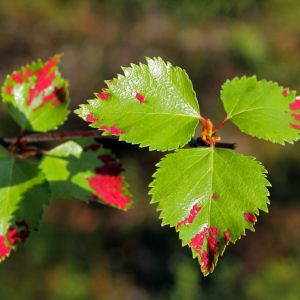 Liście brzozy często atakowane są również przez larwy kleszczy (zdj.: Fotolia.com)