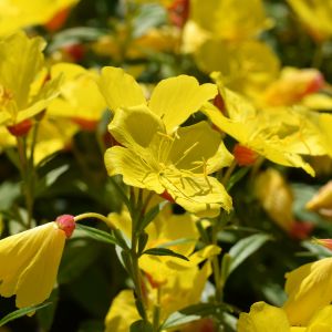 Wiesiołek dwuletni Oenothera Biennis (zdj.: Fotolia.com)