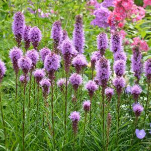 Liatra kłosowa Liatris spicata (zdj.: Fotolia.com)