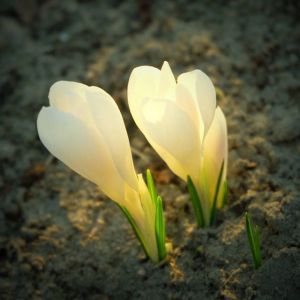 Krokus jesienny już zakwitł