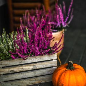 Wrzosy idealnie wyglądają nie tylko w doniczkach, ale również np. w skrzyniach (zdj.: Fotolia.com)