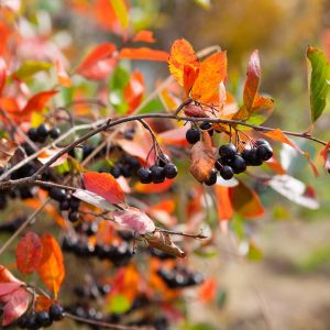 Jesienią, liście aronii przybierają charakterystyczną, czerwoną barwę (zdj.: Fotolia.com)