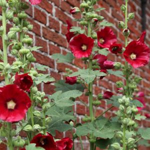 Malwa ogrodowa Althaea rosea (zdj.: Fotolia.com)