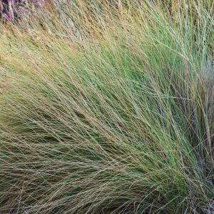 Ostnice Stipa (zdj.: Fotolia.com)