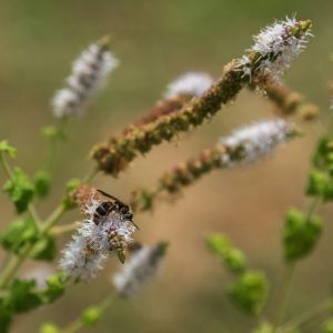 Świecznica groniasta Cimicifuga racemosa Nutt (zdj.: Fotolia.com)