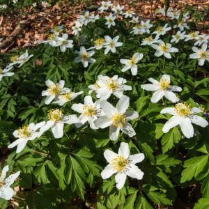 Zawilce gajowe Anemone nemorosa (zdj.: Fotolia.com)