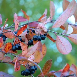 Aronia czarnoowocowa Aronia melanocarpa (zdj.: Fotolia.com)