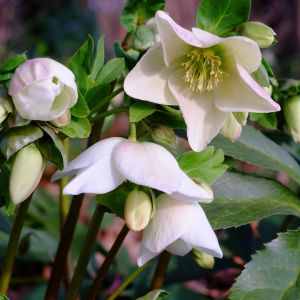 Ciemiernika białego Helleborus niger (zdj.: Fotolia.com)