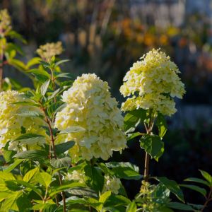 Hortensja bukietowa (Hydrangea paniculata), odmiana Limelight (zdj.: Fotolia.com)