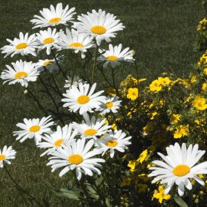 Jastruń wielki ‘Eisstern’ Leucanthemum maximum (zdj.: Fotolia.com)