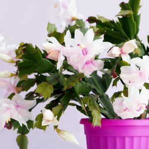 Kwitnąca Szlumbergera schlumbergera (zdj.: Fotolia.com)