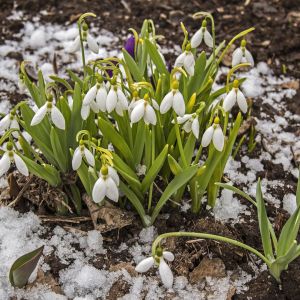 Przebiśniegi (galanthus nivalis) - polski przedstawiciel rodzaju śnieżyczki (zdj.: Fotolia.com)
