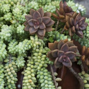 Rozchodnik Sedum morganianum (zdj.: Fotolia.com)