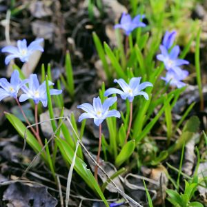 Śnieżniki (Chionodoxa) już lada chwila zaczną pojawia się w lasach i ogrodach (zdj.: Fotolia.com)
