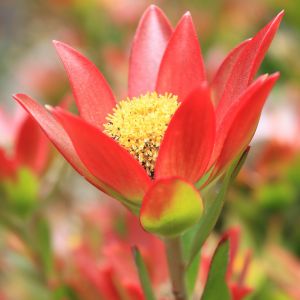Srebrzan Leucadendron (zdj.: Fotolia.com)