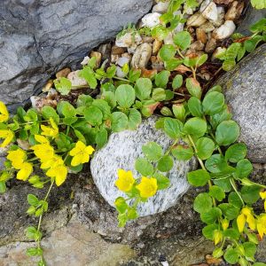 Tojeść rozesłana Lysimachia nummularia (zdj.: Fotolia.com)