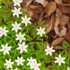 Zawilec gajowy Anemone nemorosa (zdj.: Fotolia.com)