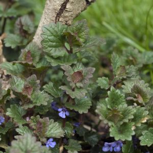 Bluszczyk kurdybanek Glechoma hederacea (zdj.: Fotolia.com)