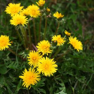 Mlecz Sonchus (zdj.: Fotolia.com)