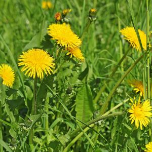 Mniszek lekarski Taraxacum officinale (zdj.: Fotolia.com)