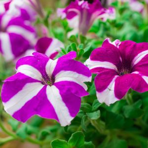 Petunia ogrodowa Petunia atkinsiana (zdj.: Fotolia.com)