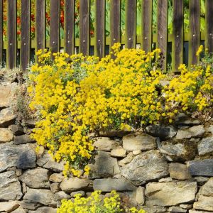 Smagliczka skalna Alyssum saxatile (zdj.: Fotolia.com)