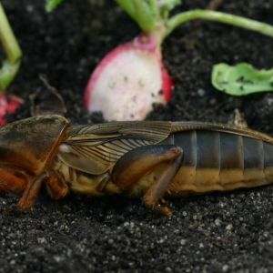 Turkuć podjadek Gryllotalpa gryllotalpa (zdj.: Fotolia.com)