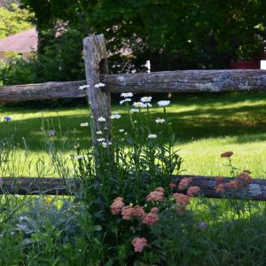 Artystyczny nieład łąki kwiatowej i stary płot tworzą zgrany duet 