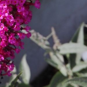 Budleja Dawida przyciąga motyle