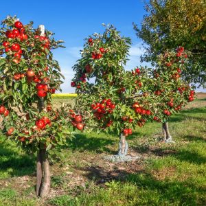 W ofertach sadowników znajduje się kilka karłowatych odmian jabłoni o smacznych, dużych owocach (zdj.: Fotolia.com)