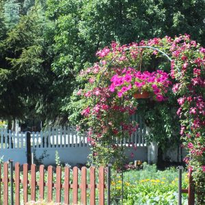 Wejście do ogrodu warzywnego zdobi pergola z powojników