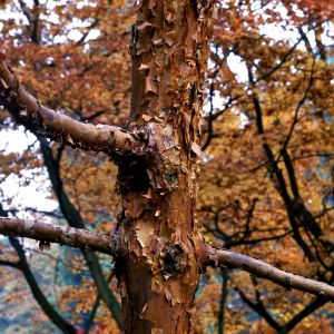 Klon strzępiastokory Acer griseum ze względu na swą ozdobną korę nadaje się również jako soliter sadzony na trawnikach lub obrzeżach większych grup drzew. (zdj.: Shutterstock.com)