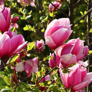 Przy odpowiedniej pielęgnacji kwiaty magnolii powinny pojawić się od 1 do 3 roku po posadzeniu (zdj.: Fotolia.com)