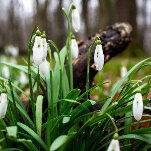 Przypominamy - przebiśniegi zawierają trujące alkaloidy, powodujące utratę przytomności i zwiększenie tętna (zdj.: Adobe Stock)