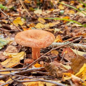 Rydz Lactarius deliciosus uważane są za jedne z najsmaczniejszych grzybów jadalnych powszechnie występujących w polskich lasach (zdj.: Fotolia.com)