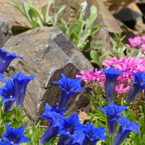Urokliwa niebieska goryczka (gentiana) (zdj.: Fotolia.com)