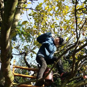 Zbieramy jabłuszka!