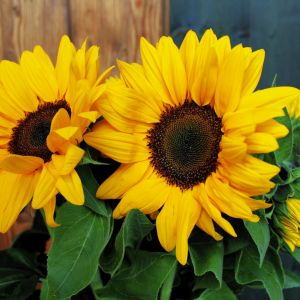 Słonecznik zwyczajny Helianthus annus wypuszcza kwiaty o średnicy koszyczka przekraczającej 30 centymetrów, które ze względu na rozmiar nie nadają się do uprawy balkonowej. Nowo wyhodowane odmiany mniejsze posiadają kwiaty nawet o połowę mniejsze. (zdj.: 
