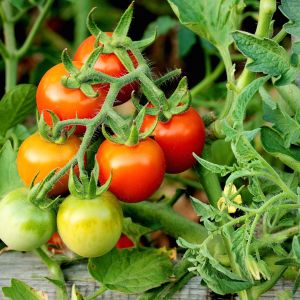 Pomidory z odmiany cherry najbardziej nadają się do uprawy donicowej. Ich balkonowa czy tarasowa pielęgnacja sprowadza się jednak do tych samych zabiegów co przy odmianach gruntowych. (zdj.: Adobe Stock)