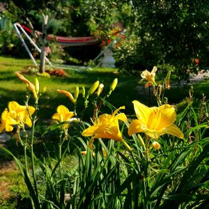 Liliowce też znalazły miejsce w moim ogrodzie.