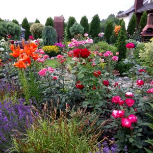 Lubię jak w moim ogrodzie jest kolorowo.