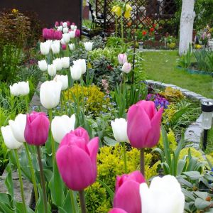 Tulipany - moje ulubione wiosenne kwiaty
