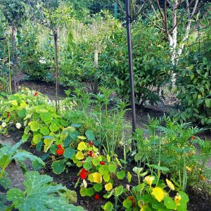 Jagoda kamczacka, krzewy aronii i borówki w towarzystwie nastrurcji, pora i cukinii
