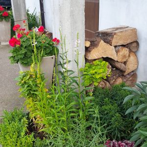 Pelargonie, firletki, wrzosy i astry jesienne