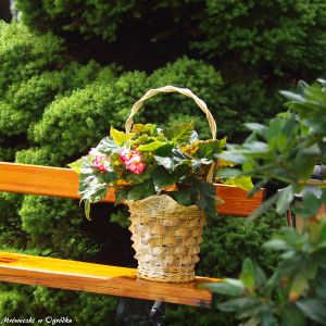 Poranne wytchnienie w cieniu